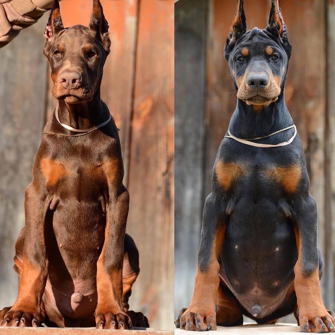 Giống chó hung dữ Doberman (Đức) tấn công V. Giống chó hung dữ Doberman (Đức) tấn công V.